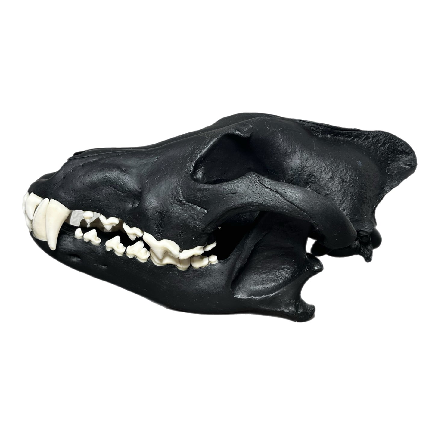 TRIPPIE GLUCK WOLF SCULL