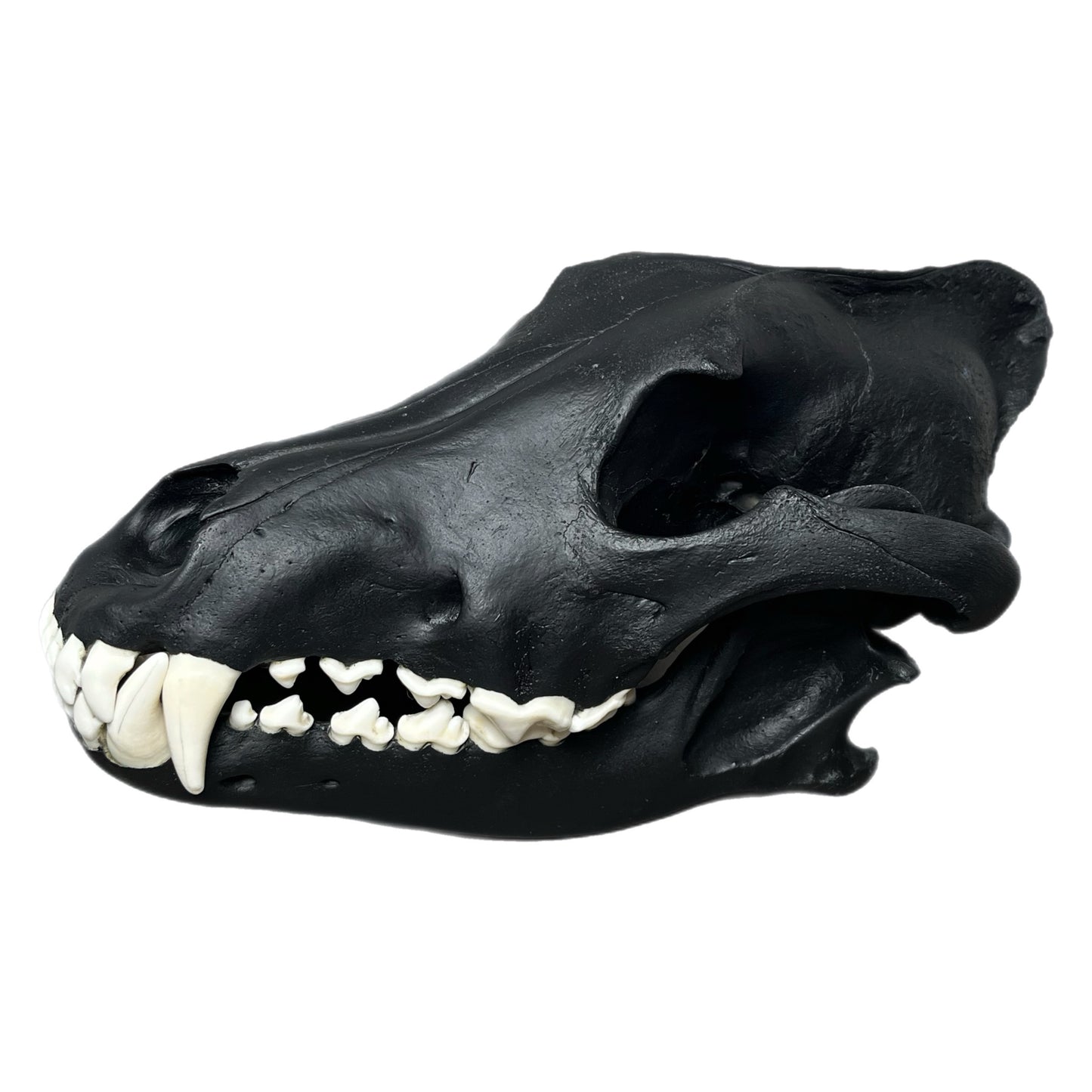 TRIPPIE GLUCK WOLF SCULL