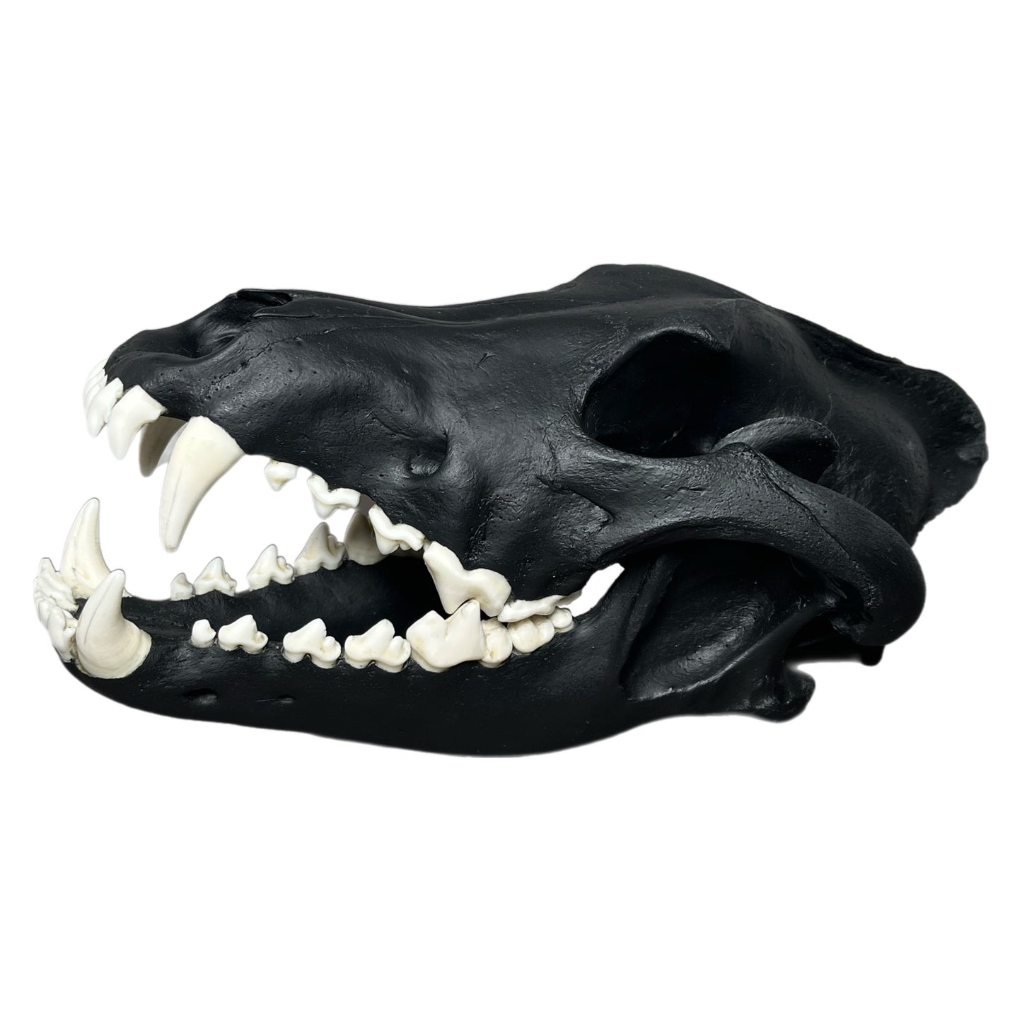 TRIPPIE GLUCK WOLF SCULL