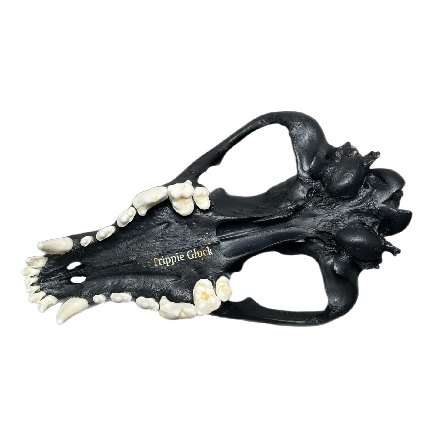 TRIPPIE GLUCK WOLF SCULL