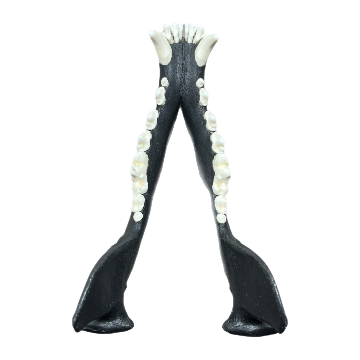 TRIPPIE GLUCK WOLF SCULL