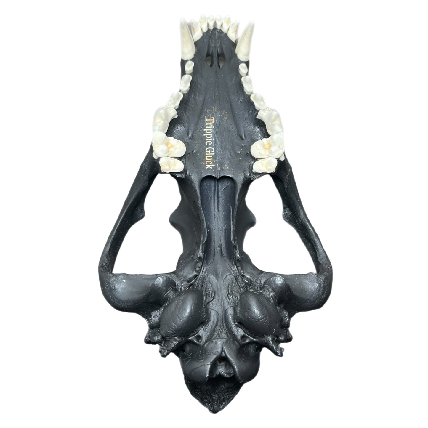 TRIPPIE GLUCK WOLF SCULL